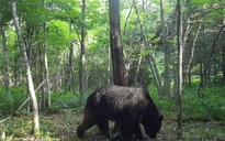Nhật Bản báo động số ca tử vong do gấu tấn công cao kỷ lục
