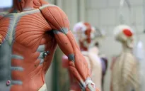 Đại học Harvard đối mặt kiện tụng vì bê bối bán thi thể hiến tặng