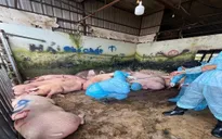 Phát hiện 89 con heo dương tính với chất cấm tạo nạc tại Đồng Nai