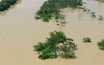 Hà Nội: 11.000 ha lúa và rau màu bị thiệt hại do mưa lũ