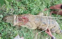 Bắt con cá sấu dài 2,6 m tấn công nam thanh niên ở Khánh Hòa