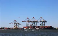 Gỗ nhập khẩu vào Mỹ chịu mức thuế mới