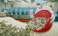 Xuất khẩu tôm hướng mục tiêu 3,8 tỷ USD với chiến lược phát triển xanh