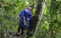Chậm chi trả chế độ bảo vệ rừng cho người dân xã Nật Sơn (Phú Thọ)