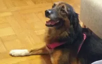 Tòa án EU phán quyết vật nuôi có thể được xem là hành lý trên chuyến bay