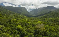Rừng mưa nhiệt đới Australia không còn là "bể chứa" carbon 