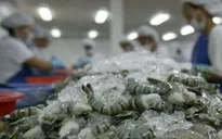 Khuyến nghị doanh nghiệp Việt trước sự cố tôm Indonesia nhiễm xạ
