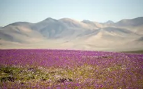 Hy hữu hoa nở rực rỡ trên sa mạc khô hạn nhất thế giới