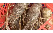 Mùa bão về, người nuôi tôm hùm lo “trắng tay”