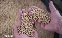 Lần đầu tiên trong 7 năm, Trung Quốc không nhập khẩu đậu tương từ Mỹ