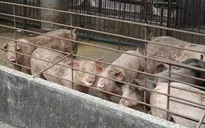 Đài Loan (Trung Quốc) báo cáo trường hợp đầu tiên mắc dịch tả lợn châu Phi