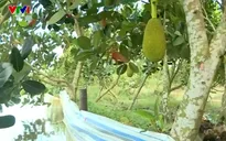 Vỡ đê ở Đồng Tháp, hàng chục hecta vườn cây ăn trái bị nước uy hiếp