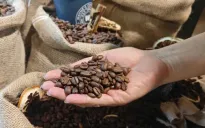 Xuất khẩu cà phê lập kỷ lục mới