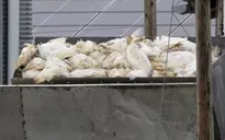 Đức tiêu hủy 15.000 con gia cầm sau khi virus cúm H5N1 độc lực cao lan rộng