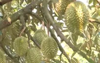 Hàng nghìn tấn sầu riêng có nguy cơ hư hỏng