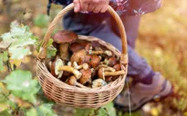 Xu hướng đi hái nấm giảm căng thẳng