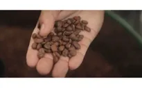 Cà phê chim Jacu - “Viên ngọc quý” giữa bão thuế quan