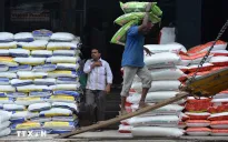 Xuất khẩu gạo Ấn Độ dự kiến tăng hơn 10% trong tài khóa 2025-2026