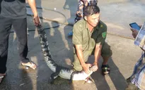 Bắt được cá sấu nặng 10kg ở xã Vân Khánh, An Giang