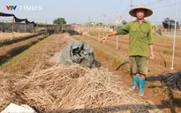 Ninh Bình: Nông dân trồng hoa gượng dậy sau bão lũ