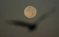 Cách nhận biết siêu trăng tháng 11 - hiện tượng Mặt Trăng gần Trái Đất nhất trong năm