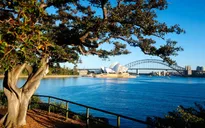 Lý do thực sự khiến nhiều người New Zealand chuyển sang sống tại Australia