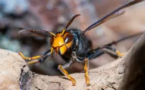 Hiệu trưởng trường quốc tế tại Việt Nam bị ong bắp cày đốt tử vong khi du lịch tại Lào