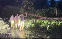 Đắk Lắk: Cây xanh ngã đổ, khuyến cáo người dân không ra đường giữa bão số 13