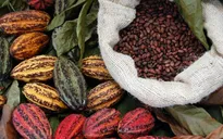 Giá ca cao lao dốc mạnh