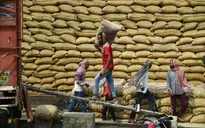 Cầu yếu, cung tăng gây sức ép lên giá gạo xuất khẩu của các nước châu Á