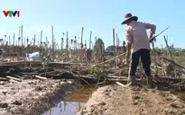 TP Huế thiệt hại nặng về nông nghiệp sau lũ