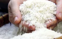 Gạo ST25 tiếp tục thắng giải gạo ngon nhất thế giới