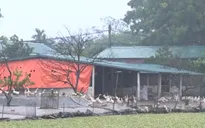 Ao đình làng biến thành “bể phốt tự phát” vì trang trại vịt xả thải trực tiếp