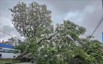Cần Thơ: Cây xà cừ cao hơn 20m bật gốc chắn ngang Quốc lộ 91
