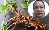 Bịa chuyện kinh doanh trầm hương và Sâm Ngọc Linh, lừa đảo hơn 10 tỷ đồng