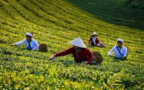 Sắc thu Long Cốc: Bức tranh bình yên giữa đồi chè xứ Phú Thọ