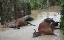 Đắk Lắk: Gia súc thiệt hại hàng loạt sau lũ lớn