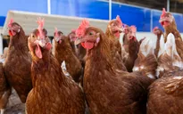 Bang Washington (Mỹ) báo cáo trường hợp đầu tiên tử vong vì chủng cúm gia cầm hiếm gặp 