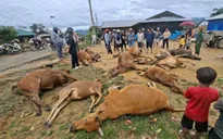 Lâm Đồng: Lũ cuốn trôi hàng chục con bò, hư hại nhiều lồng bè cá tầm trên sông Krông Nô