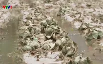 Hàng nghìn ha rau, hoa màu ở Lâm Đồng hư hỏng, nhà kính đổ sập sau mưa lũ