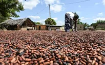 Mỹ dỡ bỏ mức thuế 15% đối với quốc gia sản xuất ca cao hàng đầu