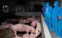 Dịch tả lợn châu Phi phức tạp: Ninh Bình lập chốt kiểm dịch, yêu cầu không tái đàn khi chưa kiểm soát