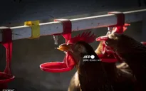 Cảnh báo cúm gia cầm có thể gây ra đại dịch nghiêm trọng hơn COVID-19