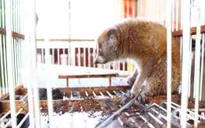 Nghệ An giao nộp cá thể cu li quý hiếm và nhiều loài chim hoang dã