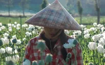 Xung đột khiến diện tích trồng thuốc phiện ở Myanmar tăng mạnh
