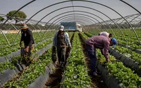 Cảnh sát Tây Ban Nha triệt phá mạng lưới tội phạm đưa lậu hàng trăm lao động nước ngoài