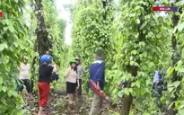 Chuyên gia xuống tận vườn hỗ trợ nông dân Đắk Lắk chăm lại hồ tiêu, cà phê, sầu riêng sau bão lũ