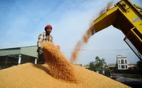 FAO: Giá lương thực thế giới giảm tháng thứ ba liên tiếp