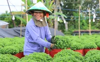 Hơn 1.000 giống hoa sẽ được trưng bày tại Festival Hoa - Kiểng Sa Đéc lần 2