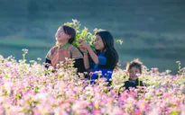 Triển vọng phát triển du lịch từ hoa tam giác mạch